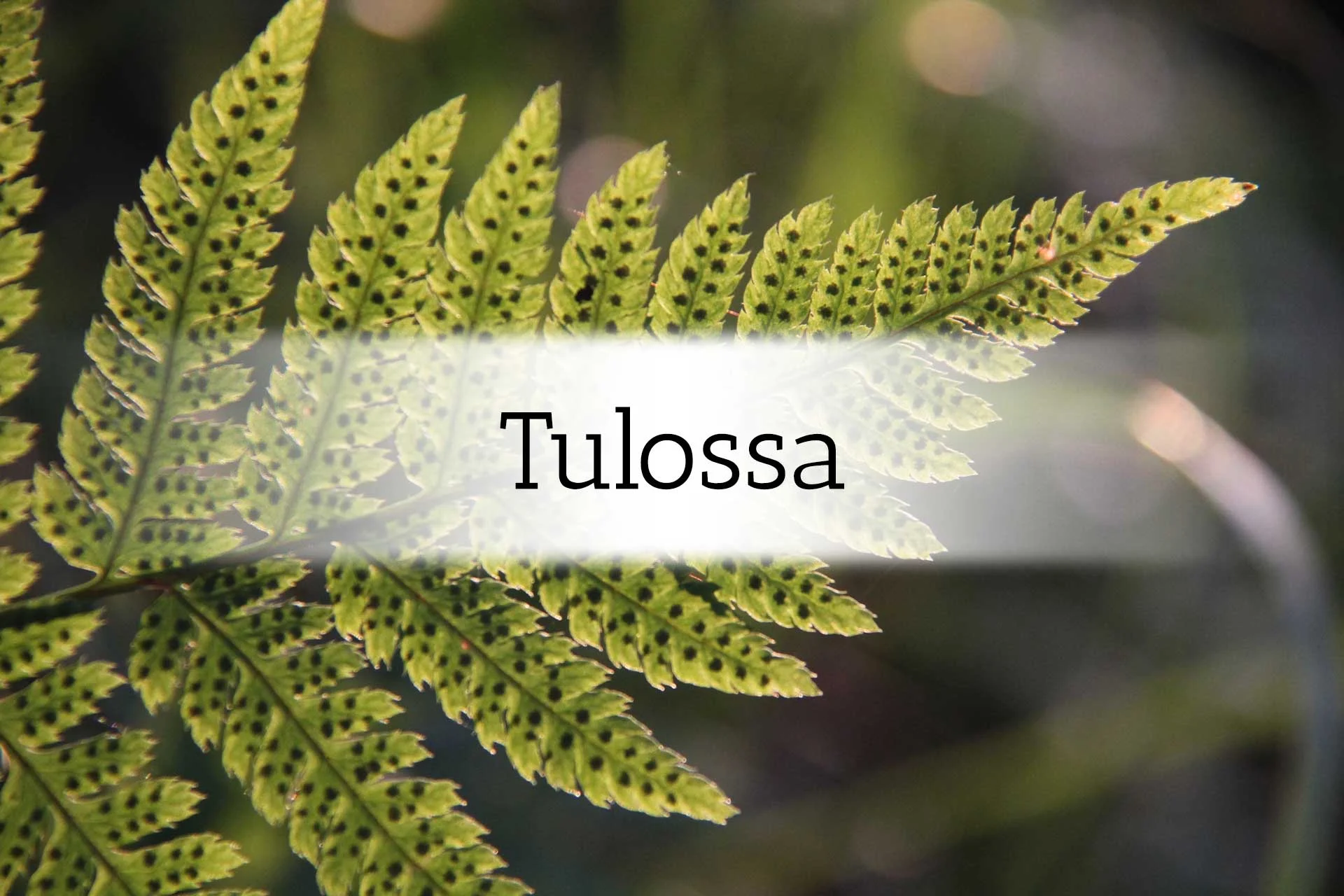 opastetut luontoretket ja vaellusmatkat polku nature tours